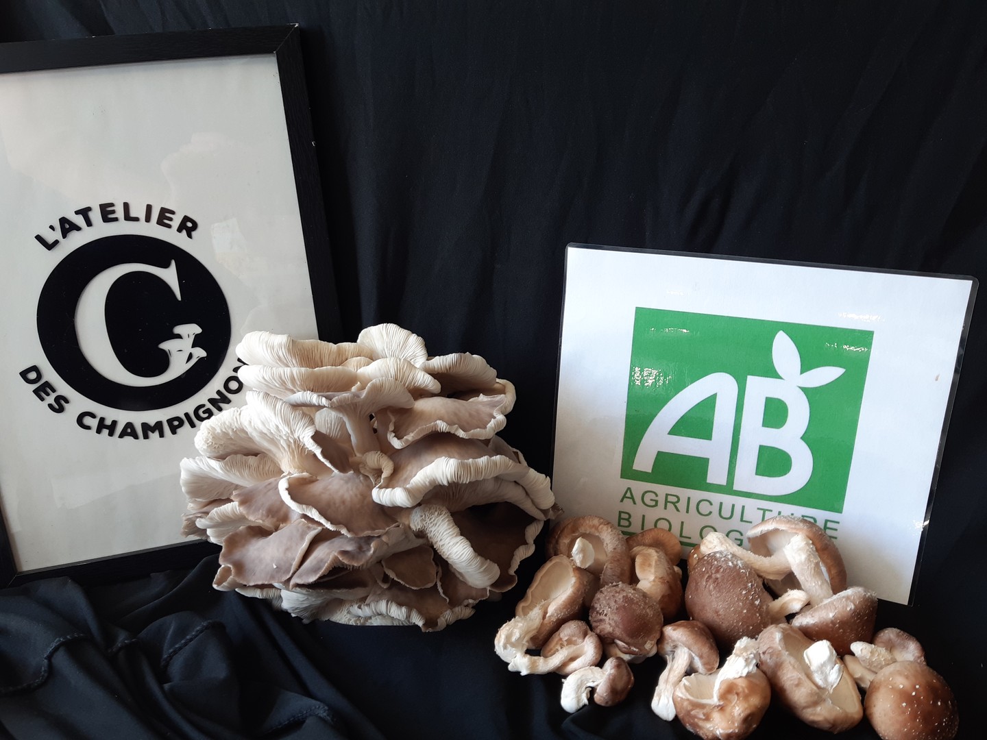 L’entreprise de Chassaly Céline, située à Pont-de-Salars, cultive des champignons, notamment des pleurotes et des shiitakés, frais et séchés, offrant ainsi des produits frais et locaux aux consommateurs. 🍄🟫
#fabriqueenaveyron #fabriqueenfrance #fabricationartisanale #fabricationfrancaise #artisanatfrancais #madeinfrance #Aveyron #savoirfaire #savoirfairefrançais #agriculture #champignons #pleurotes #shiitakés