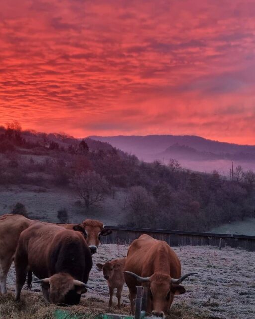 Le GAEC des Coustoubis est une exploitation agricole familiale qui se passe de génération en génération sur la commune de Coubisou. Ils ont mis en place un commerce de vente directe de viande d’Aubrac, proposant divers poids, ainsi qu’un service de livraison dans tout l’Aveyron et les départements limitrophes. 🐮
#fabriqueenaveyron #fabriqueenfrance #fabricationartisanale #fabricationfrancaise #artisanatfrancais #madeinfrance #Aveyron #savoirfaire #savoirfairefrançais #aubrac #agricole