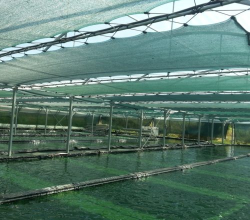 NOYER SYLVAIN – Producteur de spiruline