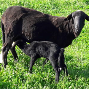 LA FERME DU MONTET – Elevage bio de porc et agneaux