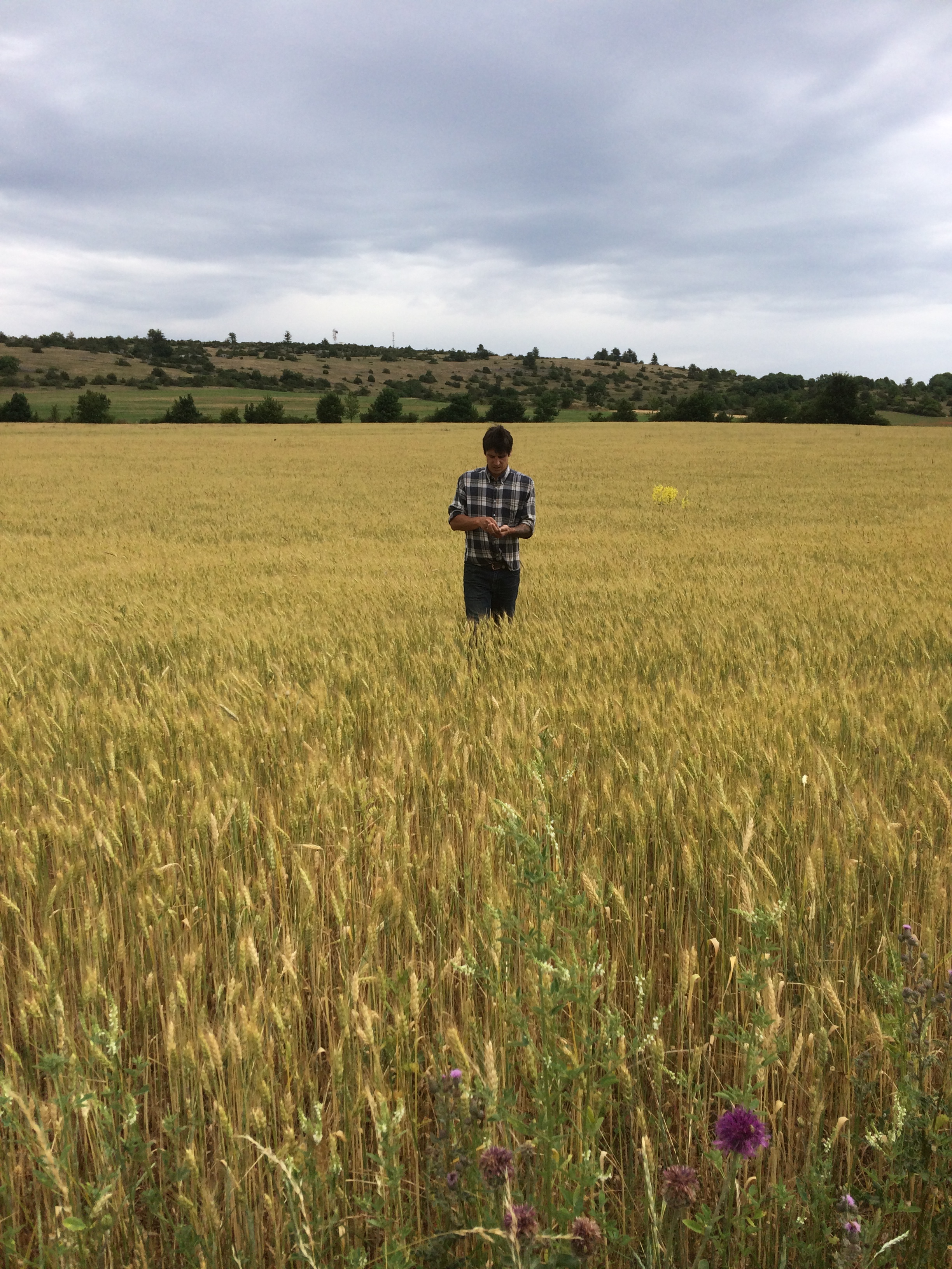 GAEC DE L’HOSPITALET DU LARZAC – Cultures végétales