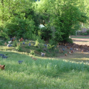 RIVEMALE Sylvie – Exploitation agricole
